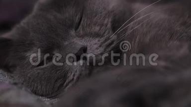 可爱的猫，英国品种和灰色皮毛，平静地休息和<strong>扭动</strong>